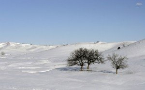 Hügel mit unberührtem Schnee, rechts einige einzelne Bäume vor einem hellblauen Himmel