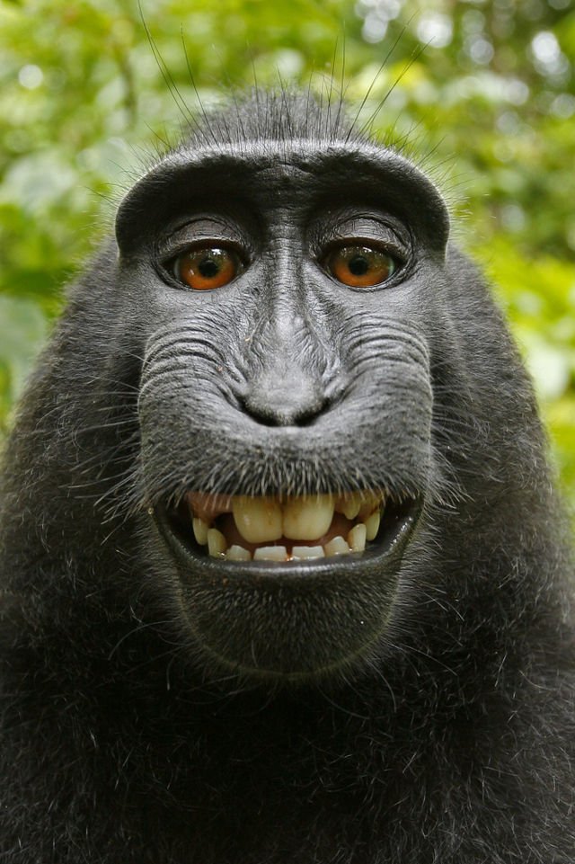 Wenn Affen Selbstporträts machen