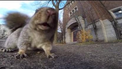 Eichhörnchen klaut Gopro-Kamera