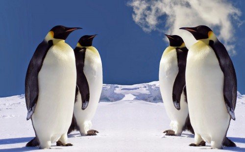 wallpaper-pinguine
