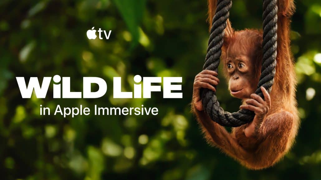 Junger Orang-Utan schwingt an einem Seil.