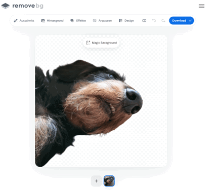 Hund mit verschwommenem Hintergrund