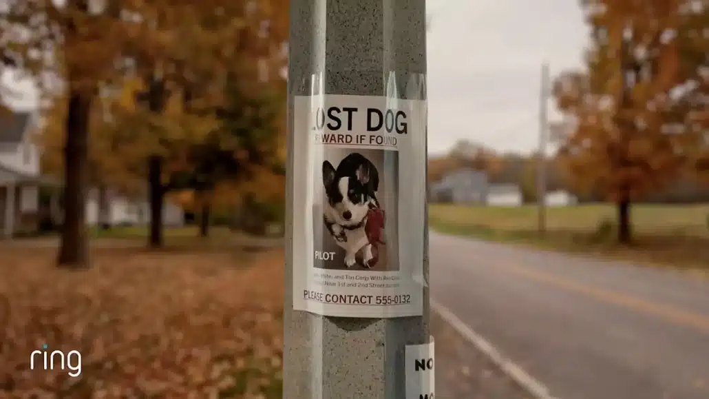 Vermisster Hund Hilfe gesucht Belohnung